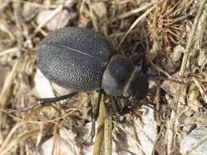uploads/images/pest/beetroot darkling beetle.jpg